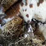 Vakantieboerderij Mare E Monti