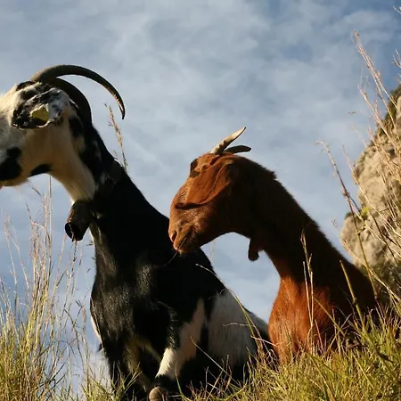 Mare E Monti Gospodarstwo agroturystyczne Agerola